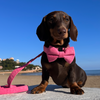 Dog Bow Tie - Luxe Pink Corduroy-2